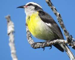 You can also enjoy bird watching since the island You can also enjoy bird watching since the island is home to several species of birds as well as lizards, crabs, gulls, and sanderlings that take you